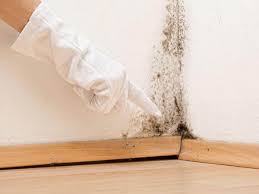 Mold Remediation for Vacation Homes in Williamsville, NY